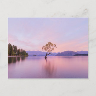 Cartão Postal Wanaka Tree Sunrise Nature Viagem Fotografia