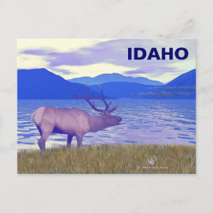 Cartão Postal Wapiti (Elk) Pelo Lago