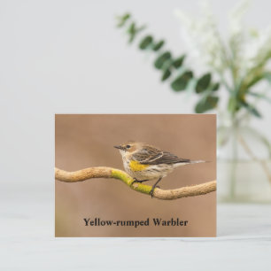 Cartão Postal Warbler Amarelo Perch