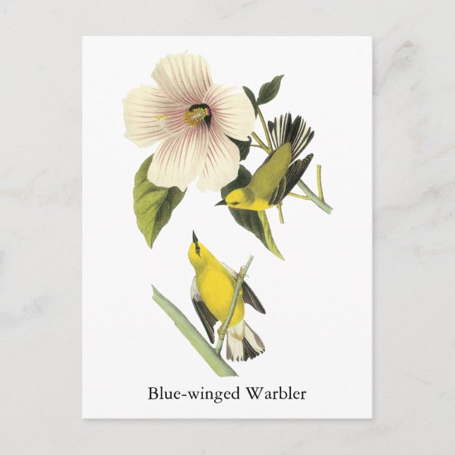 Cartão Postal Warbler de asa azul John Audubon (Frente)