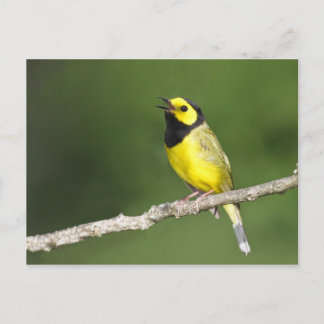 Cartão Postal Warbler Hooded