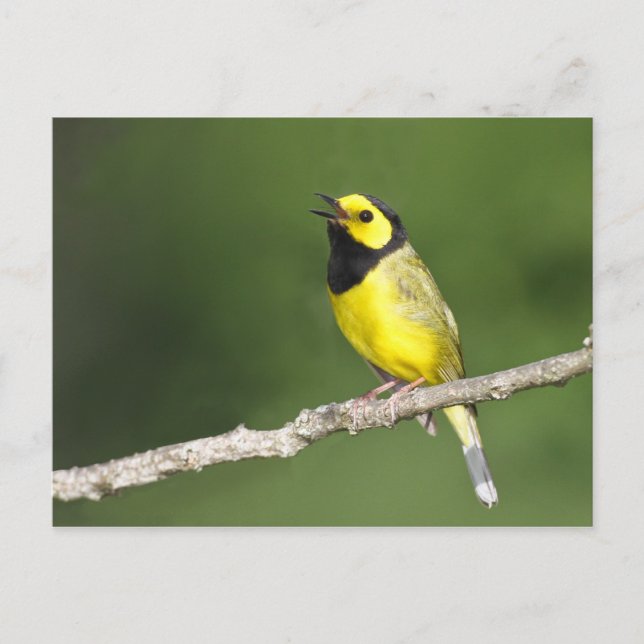 Cartão Postal Warbler Hooded (Frente)