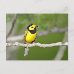 Cartão Postal Warbler Hooded