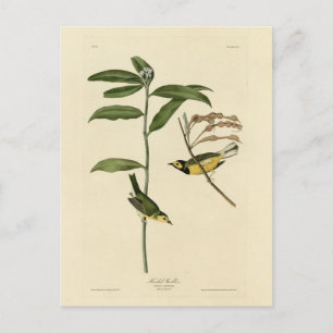 Cartão Postal Warbler Hooded das Aves da América de Audubon