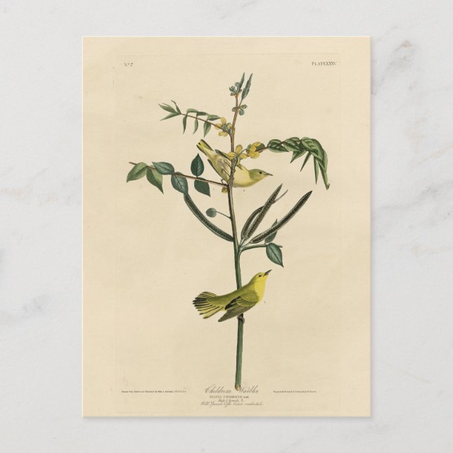 Cartão Postal Warbler Infantil das Aves da América de Audubon (Frente)