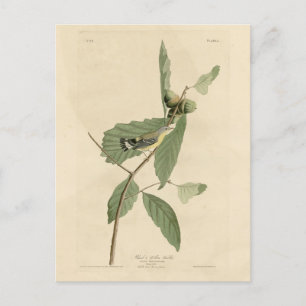 Cartão Postal Warbler Negro e Amarelo, Aves da América de Audubo