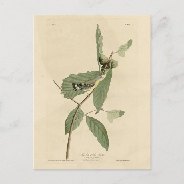 Cartão Postal Warbler Negro e Amarelo, Aves da América de Audubo (Frente)