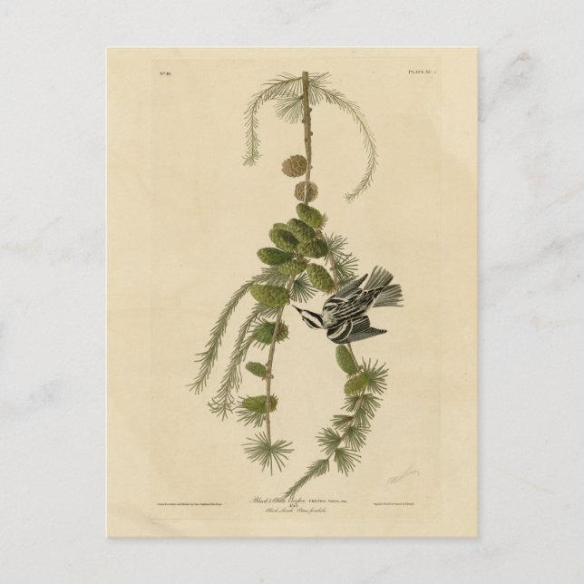 Cartão Postal Warbler Negro e Branco - Pássaros da América de Au (Frente)