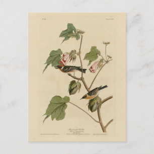 Cartão Postal Warbler torrado - Pássaros da América de Audubon