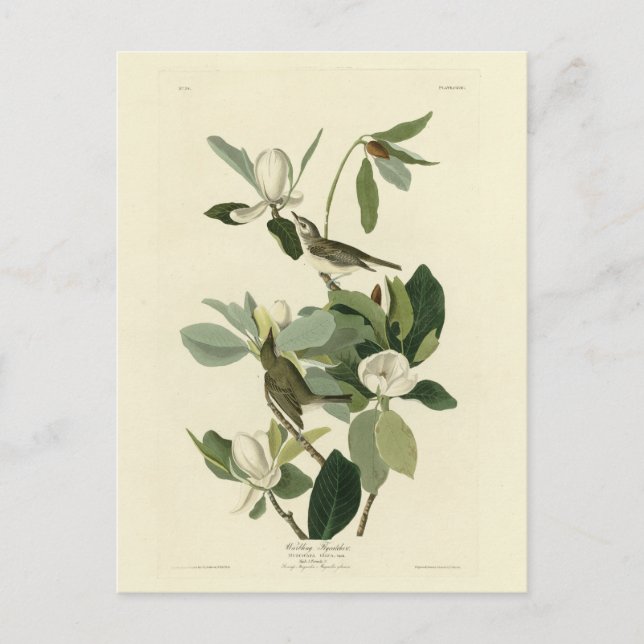 Cartão Postal Warbling Flycatcher Vireo Audubon Birds da América (Frente)