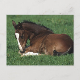 Cartão Postal Warmblood Foding