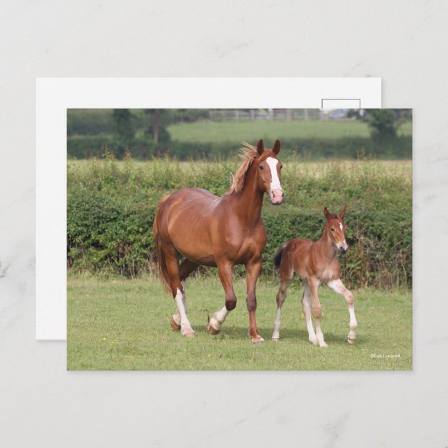 Cartão Postal Warmblood Mare e Foal andando juntos (Frente/Verso)