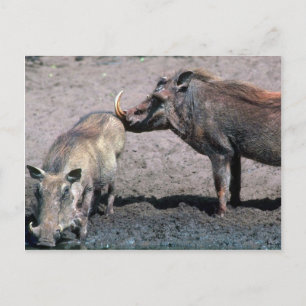 Cartão Postal Warthogs - Barco (direita) E Sow (esquerda)