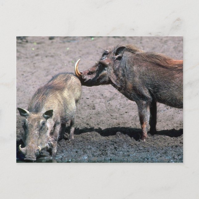 Cartão Postal Warthogs - Barco (direita) E Sow (esquerda) (Frente)