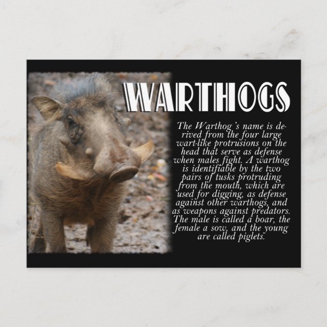 Cartão Postal WARTHOGS com Descrição (Frente)