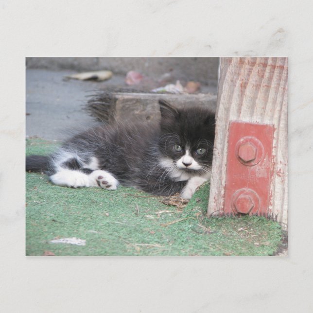 Cartão Postal Wary Kitten (Frente)
