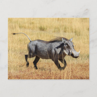Cartão Postal Warzenschwein de der Savanne