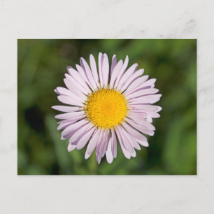 Cartão Postal Washington, Cascade Range, Monte Baker