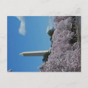 Cartão Postal Washington DC Cherry Blossom 2