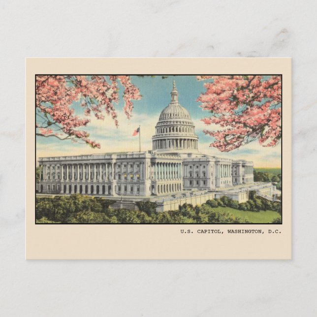 Cartão Postal Washington DC Postcard US Capitol Cherry Blossoms (Frente)