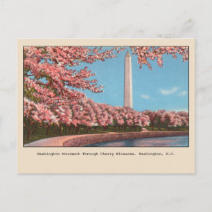Cartão Postal Washington DC Washington Monument Cherry Blossoms