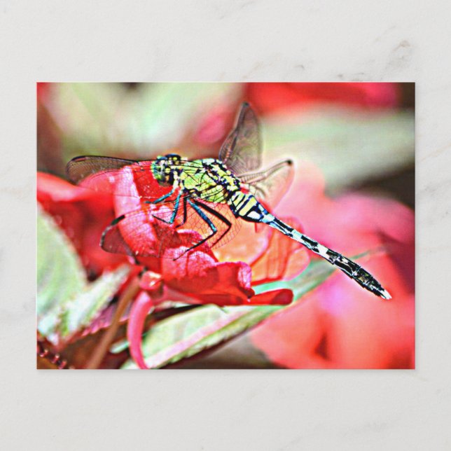 Cartão Postal Washington Green Darner Dragonfly (Frente)