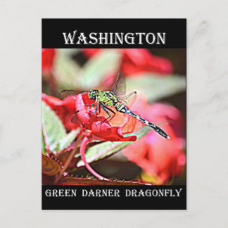 Cartão Postal Washington Green Darner Dragonfly