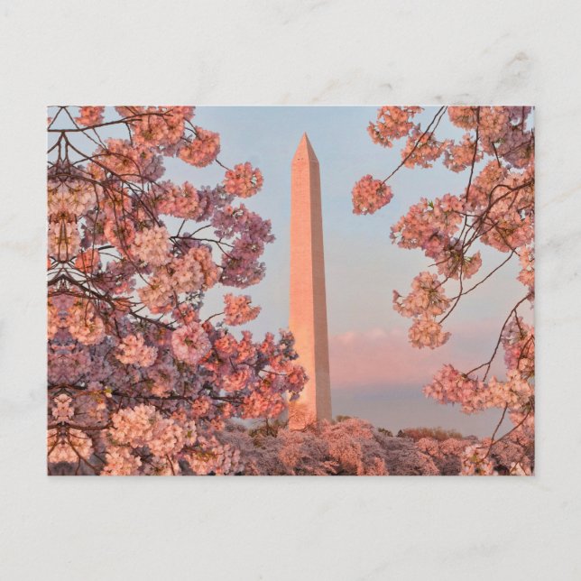 Cartão Postal Washington Monument - Cherry Blossoms (Frente)