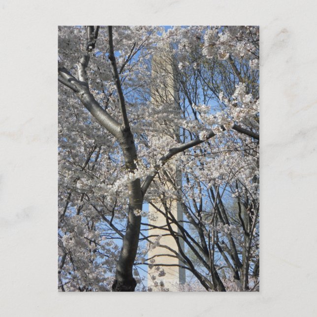 Cartão Postal Washington Monument Cherry Trees 001 (Frente)