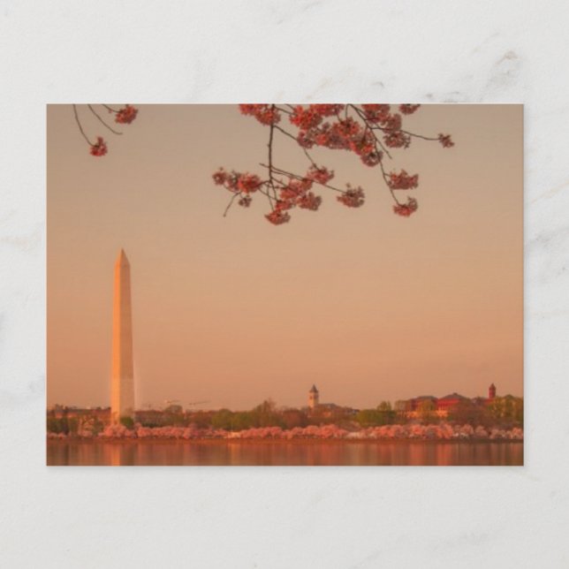 Cartão Postal Washington Monument Sakura no pôr do sol. (Frente)