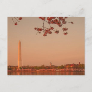 Cartão Postal Washington Monument Sakura no pôr do sol.