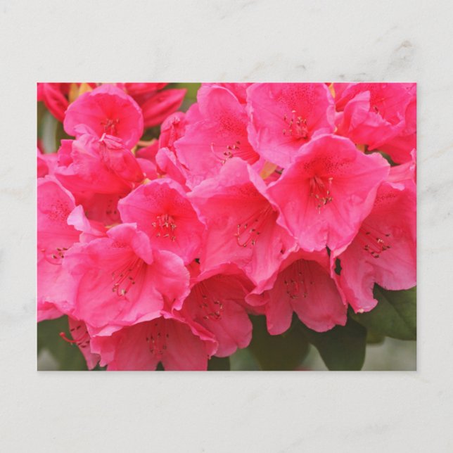 Cartão Postal Washington, Seattle, Puget Sound, Discovery Park (Frente)