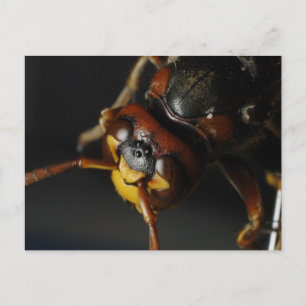 Cartão Postal Wasp