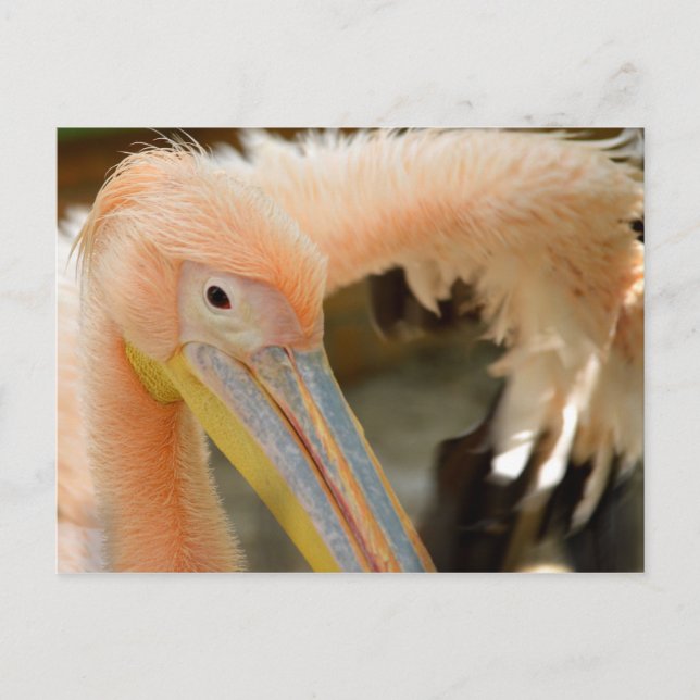 Cartão Postal Watching You Pelican Postcard (Frente)