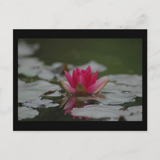 Cartão Postal Water Lilly