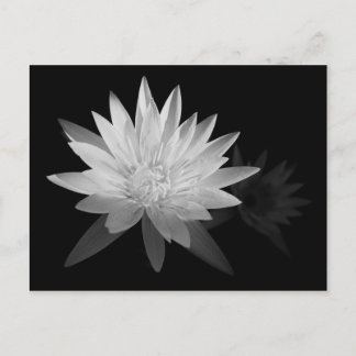 Cartão Postal Water Lilly