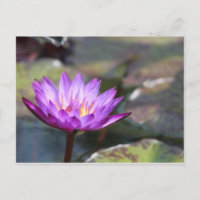 Water Lilly