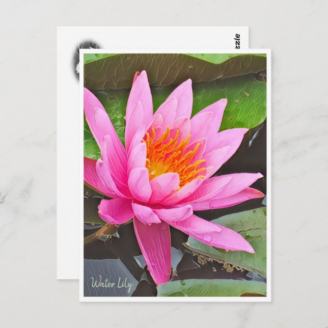 Cartão Postal Water Lily ポストカード (Frente/Verso)
