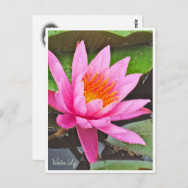 Cartão Postal Water Lily ポストカード