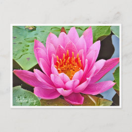 Cartão Postal Water Lily ポストカード