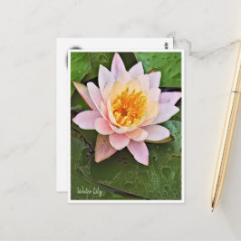 Cartão Postal Water Lily ポストカード