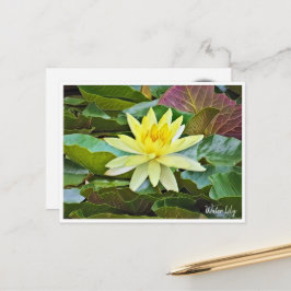 Cartão Postal Water Lily ポストカード