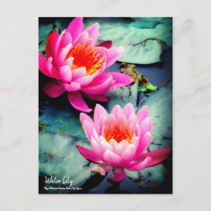 Cartão Postal Water Lily:Cartão postal