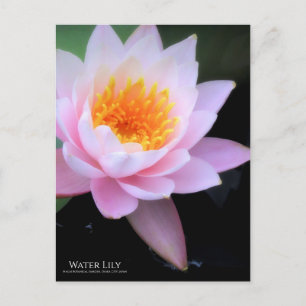 Cartão Postal Water Lily:Cartão postal