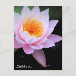 Cartão Postal Water Lily:Cartão postal