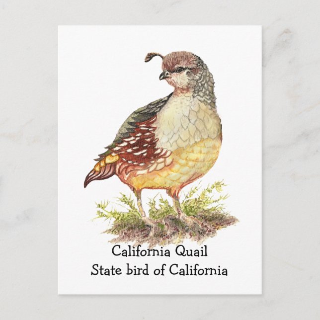 Cartão Postal Watercolor California Quail State (Frente)
