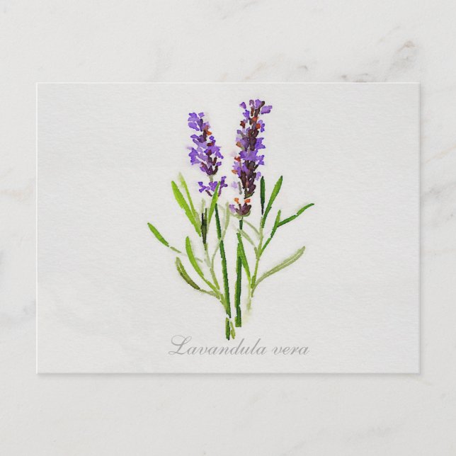 Cartão Postal Watercolor Lavandula Vera (Frente)