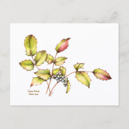 Cartão Postal Watercolor wildflower barberry postcard