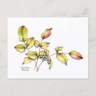 Cartão Postal Watercolor wildflower barberry postcard