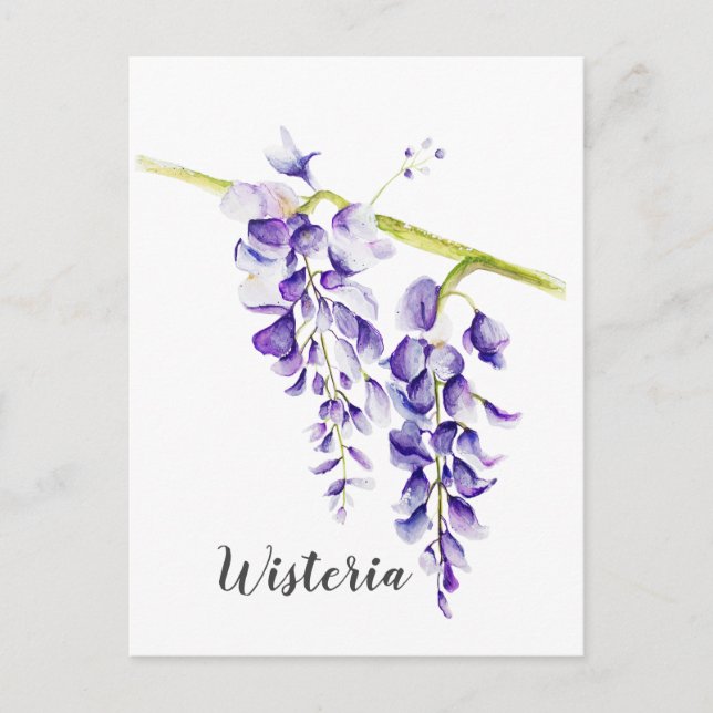 Cartão Postal Watercolor Wisteria Botanical (Frente)